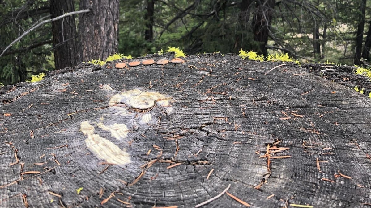 clay runes sit at the far edge of a long-since-felled douglas fir tree stump.. Bright green wolf lichen grows on the deeply furled outer bark.pines grow on the slope, descending beyond