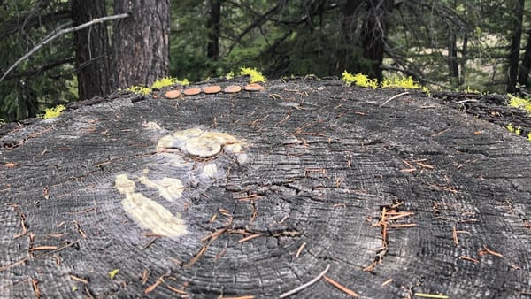  clay runes sit at the far edge of a long-since-felled douglas fir tree stump.. Bright green wolf lichen grows on the deeply furled outer bark.pines grow on the slope, descending beyond